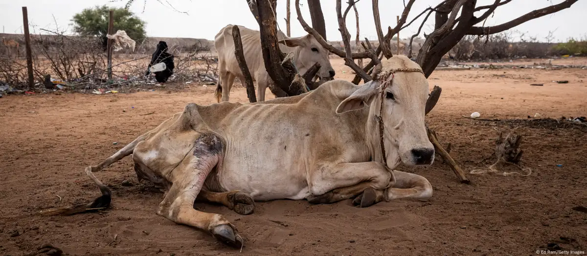 Bétail souffrant de la sécheresse
